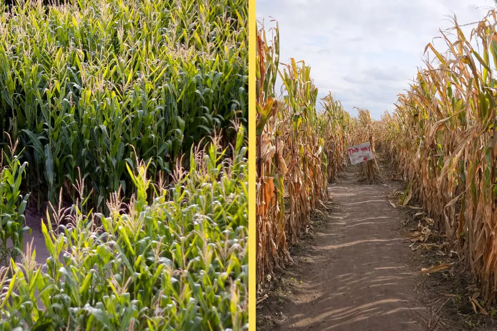 Photos of corn mazes