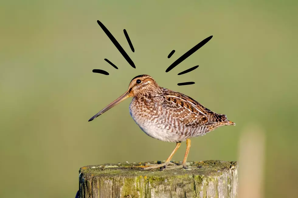 The American woodcock is one of the most unique animals in New York State (Canva)