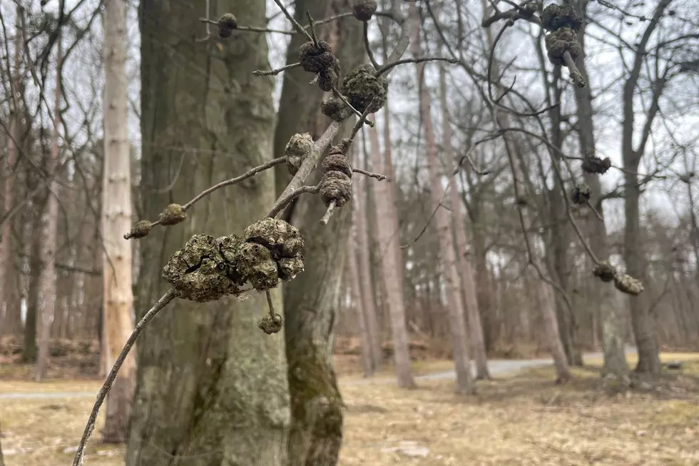 I recently noticed these strange growths on an oak tree in a park in Newburgh (TSM Poughkeepsie)