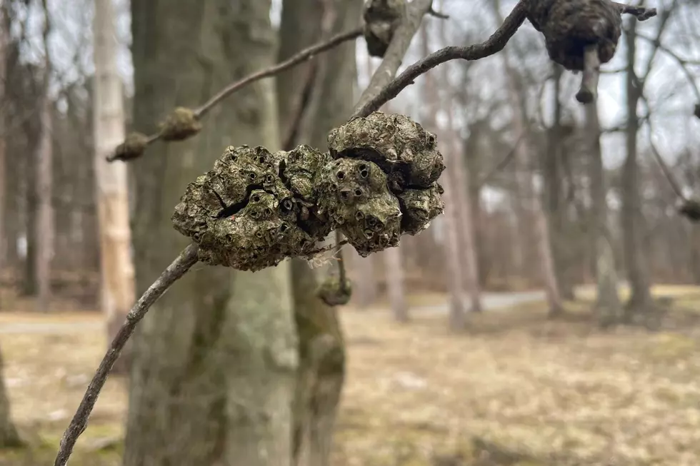 This gall may have been caused by a small egg-laying wasp (TSM Poughkeepsie)