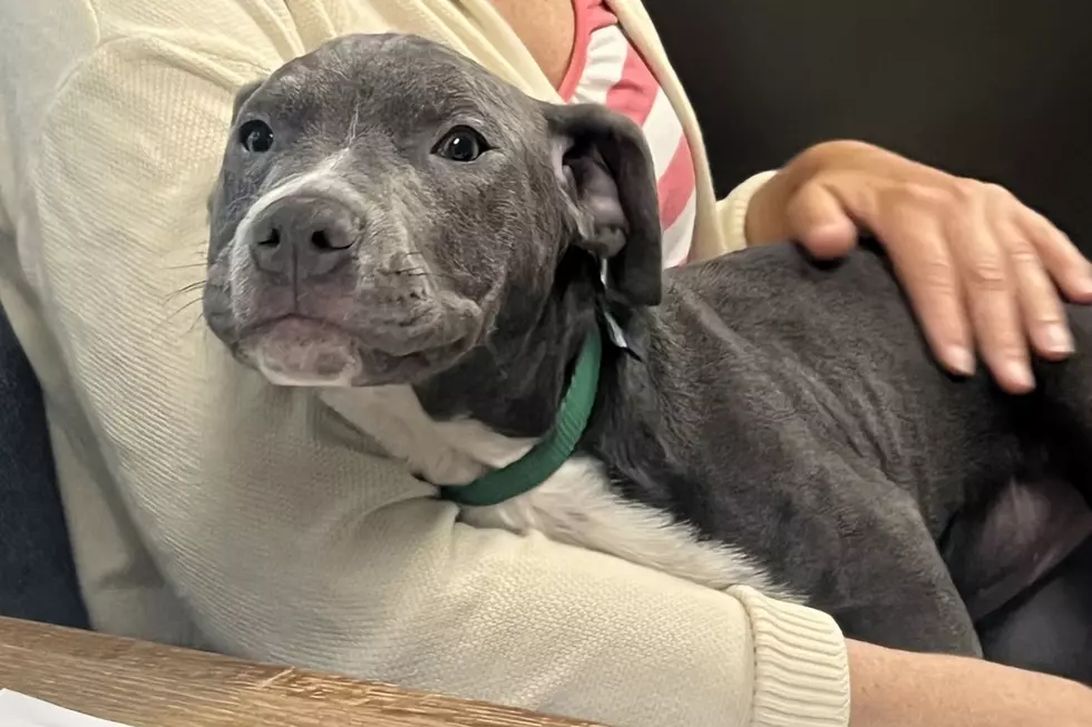Now that Tupac has been cured of ringworm, he's ready to be adopted. His special characteristic might help him stand out from the crows (Niagara SPCA via Facebook)