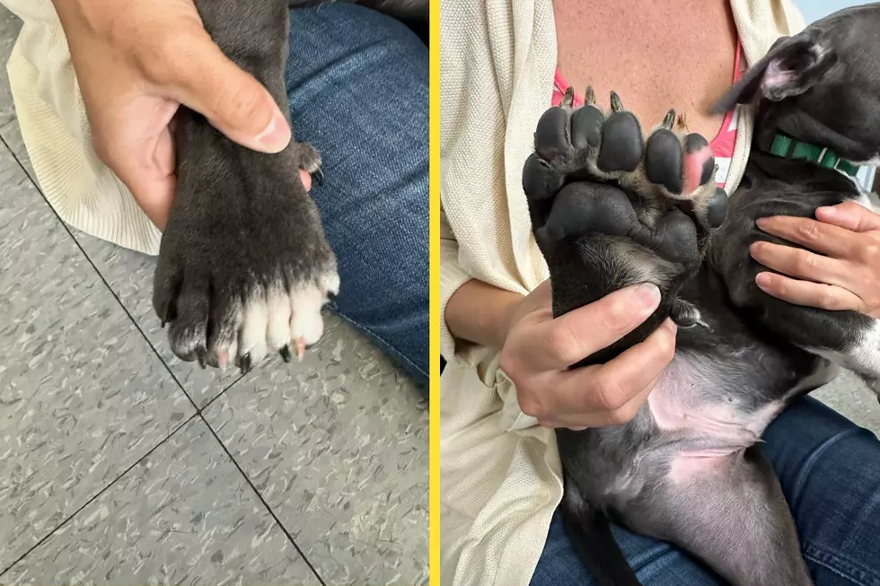 Talk about a 2-for-1. Tupcac the puppy has double the toes on one of his hind legs (Niagara SPCA via Facebook)