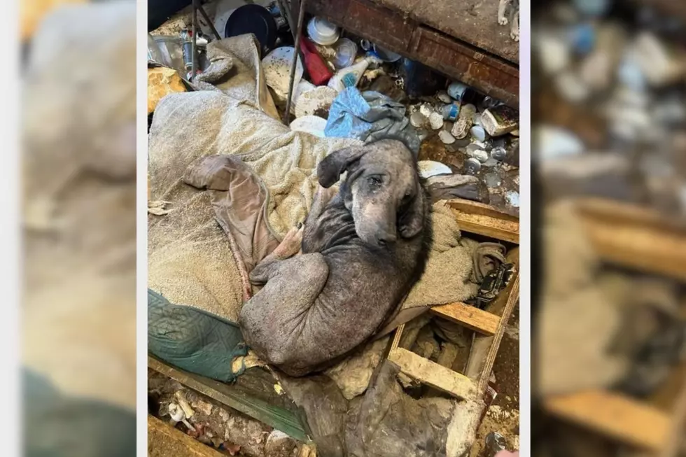 Baxter was rescued from extreme living conditions and in very poor health (Hudson Valley SPCA - Orange County via Facebook)