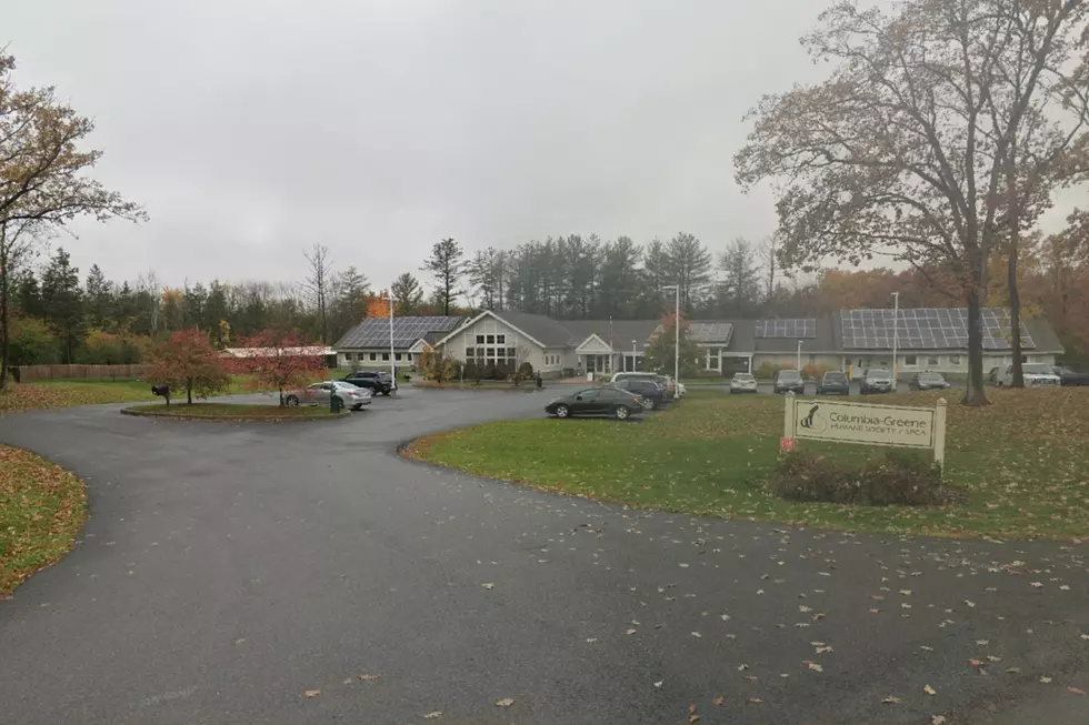 Free pet food is available every day at the Columbia-Greene County Humane Society/SPCA (Google Maps)