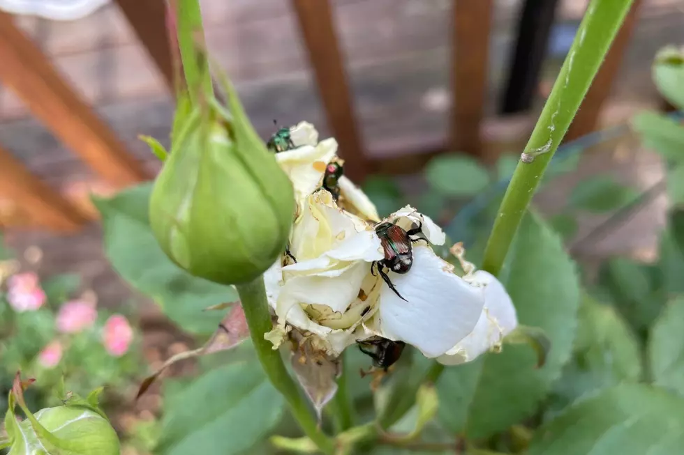 Japanese Beetles spend most of their lives underground, only emerging when they are mature (TSM Poughkeepsie)