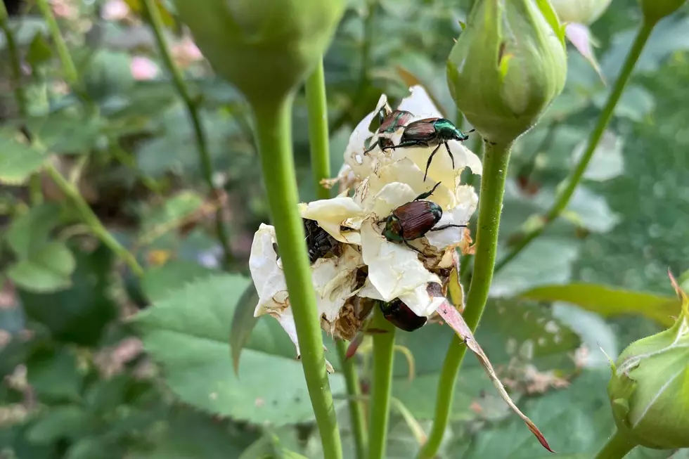 Unfortunately Japanese Beetles have a big appetite for many different plants on the east coast (TSM Poughkeepsie)