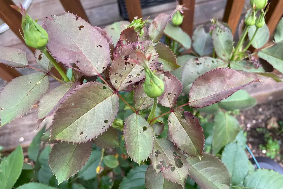 Damage to plants can be extensive, including on flowers and leaves (TSM Poughkeepsie)
