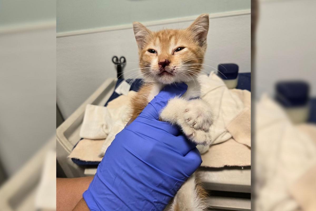 Investigation After Injured Kitten Found in the Hudson Valley