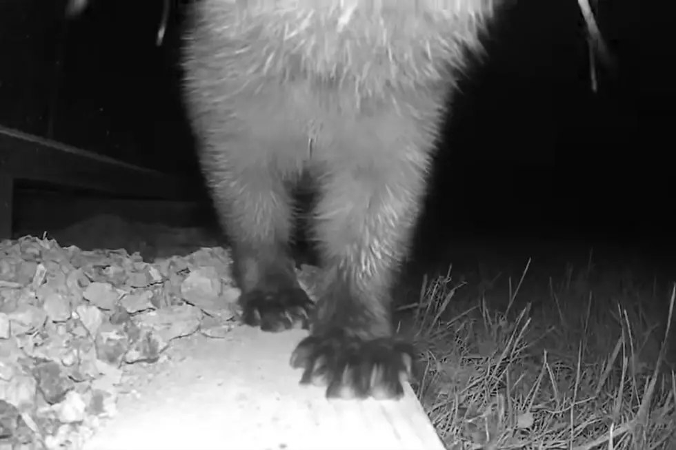 Many Hudson Valley residents have reported hearing screaming late at night, but they might be blaming the wrong animal (NYS DEC via Facebook)
