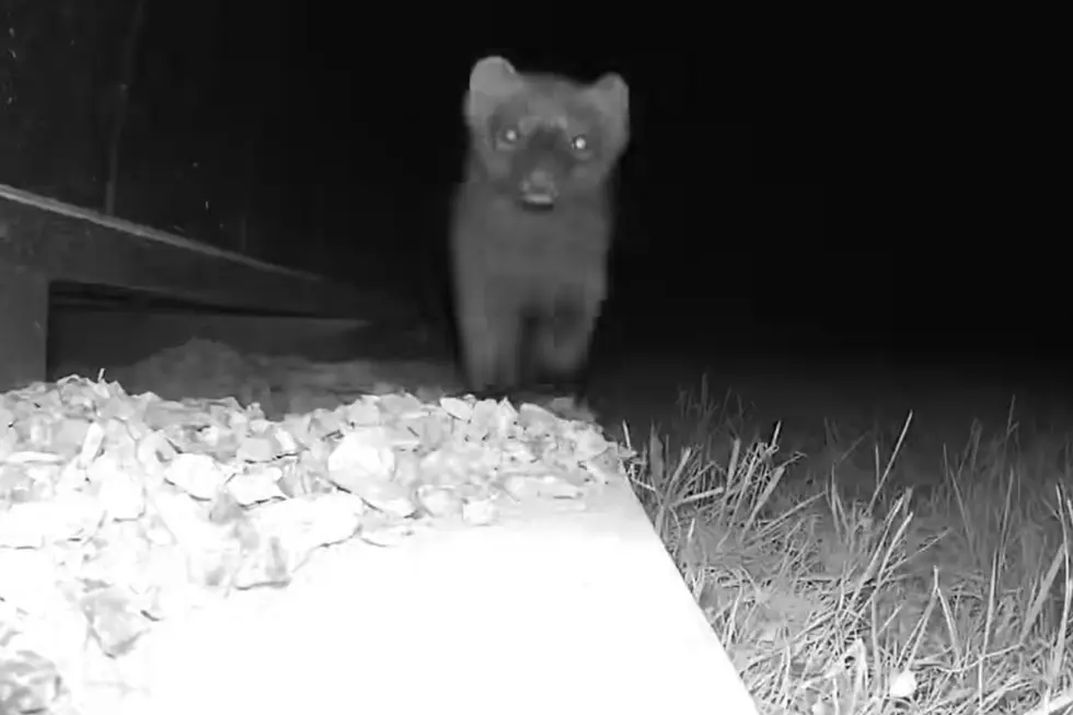 The NYS DEC shares that although fishers are often blamed for the screaming noises, the culprit is most likely a different animal (NYS DEC via Facebook)
