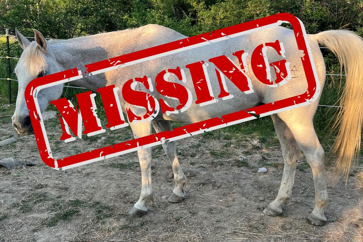 Horse with Special Needs Reportedly Stolen in New York