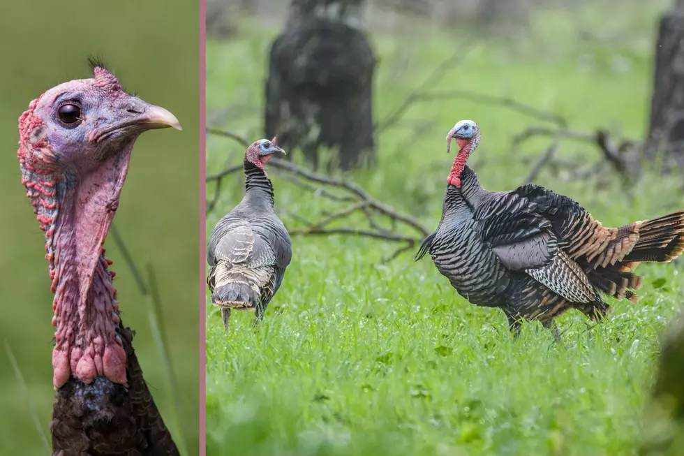 The NYS DEC is looking for turkeys... and you can help (Canva)