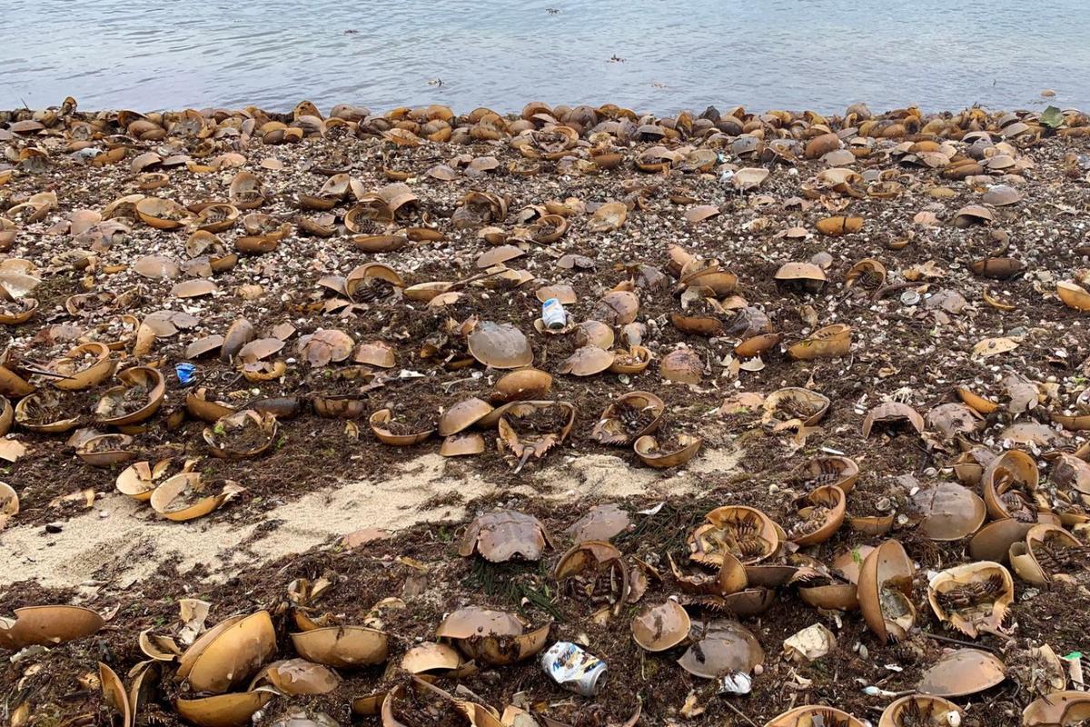 Watch for the Extra Skeletons on New York Beaches this Weekend