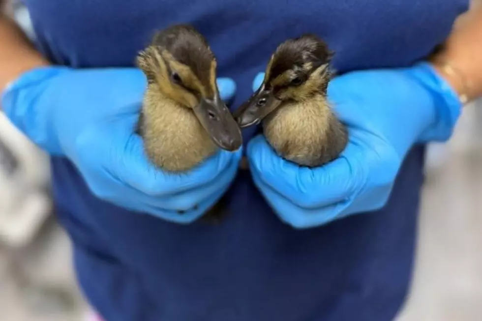 Ducklings needed to be cleaned after they were found covered in a