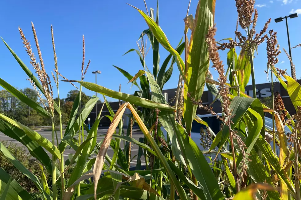 The last thing we expected to see in the middle of a shopping plaza parking lot was stalks of corn (TSM Poughkeepsie)