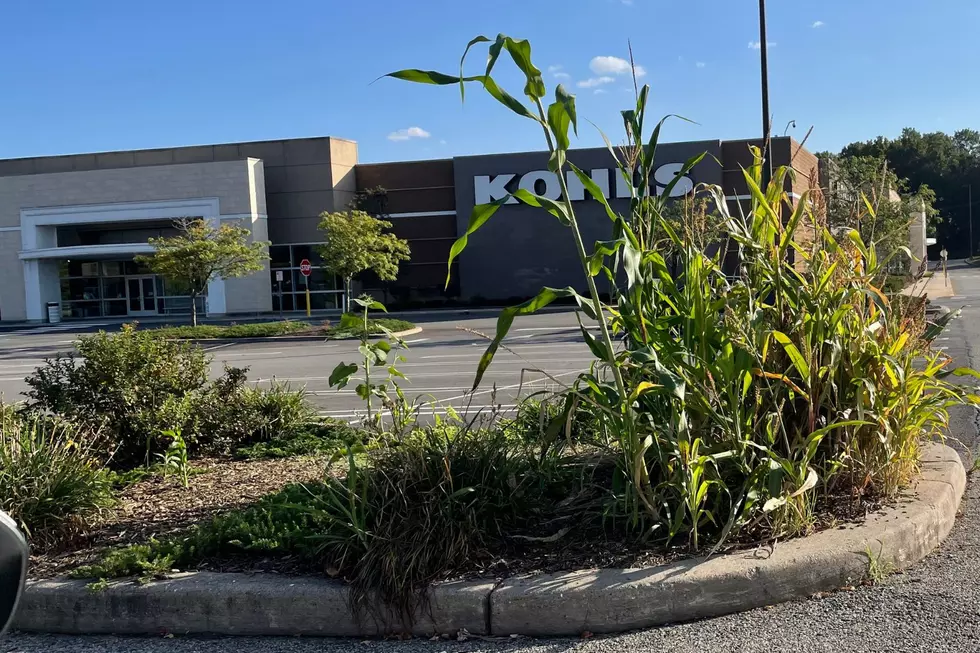 This miniature corn field was growing in between PetSmart and Kohl's in Newburgh, NY (TSM Poughkeepsie)