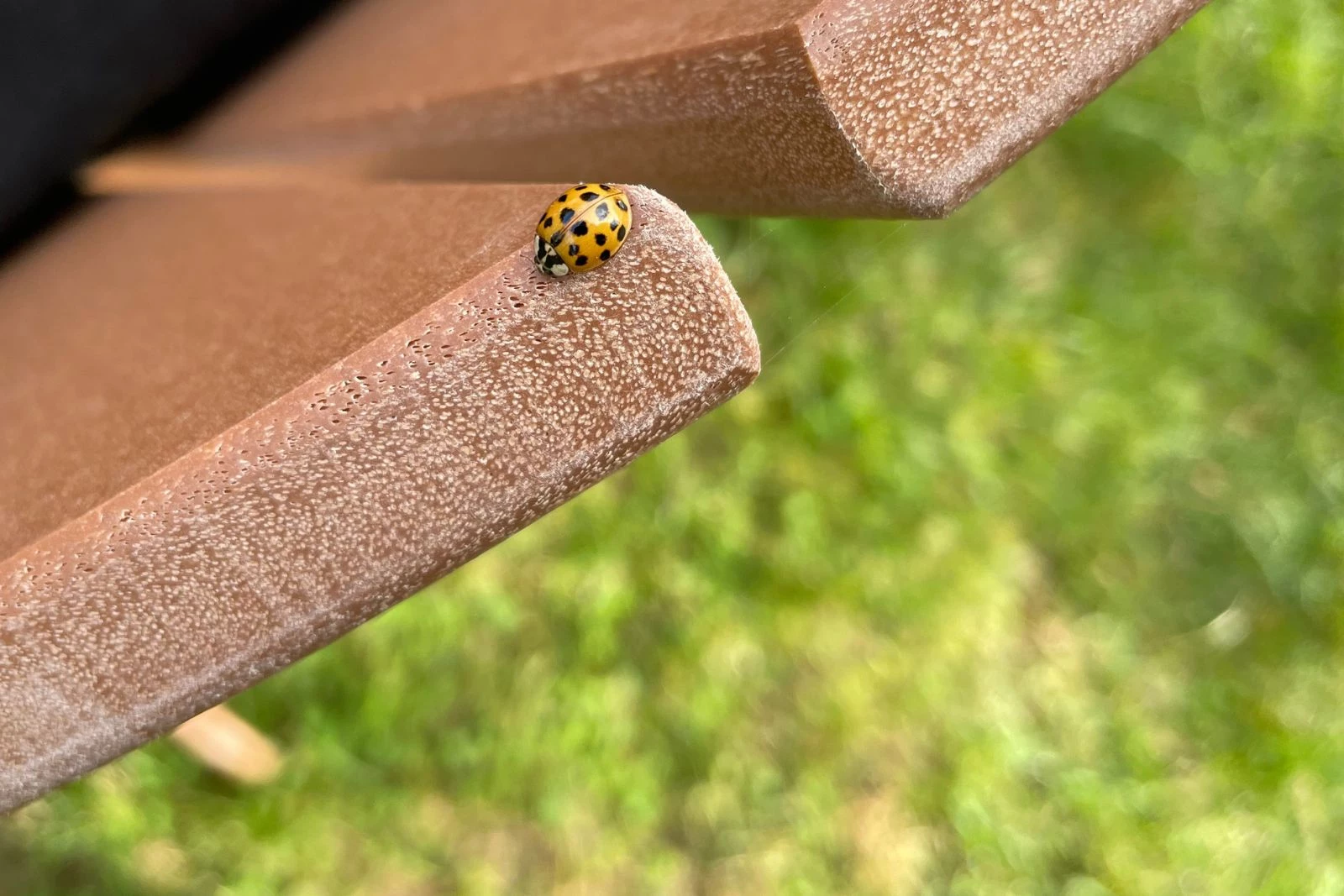 PHOTOS: 'Imposter' Asian Lady Beetles Swarm in the Hudson Valley