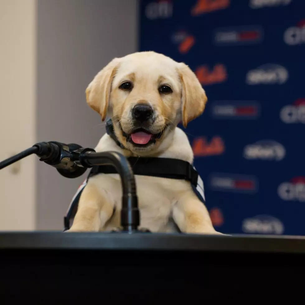 Mets Announce Adorable New Addition To Organization
