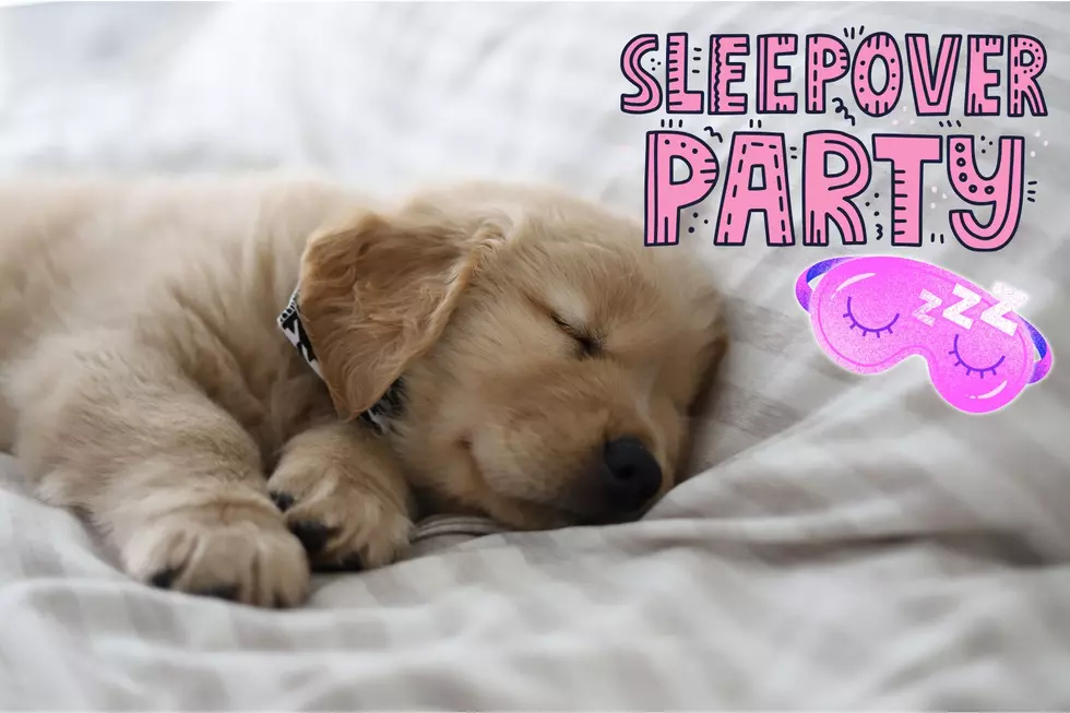 Did Somebody Say Saturday Sleepover With A Rescue Dog?