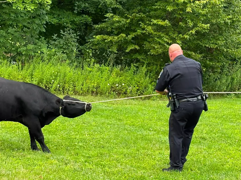 Fishkill Police Chase Down Unusual Group of Escapees