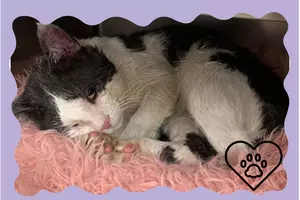 Happy Ending for Cat Found Stuck Inside Wall in Kingston