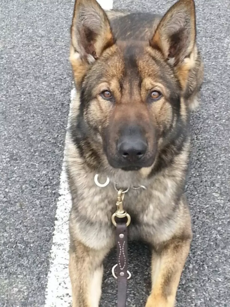 Missing Police K-9 Falcone Spotted in Port Ewen