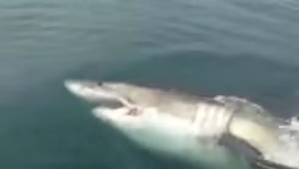 Great White Spotted Off Jersey Shore [VIDEO]