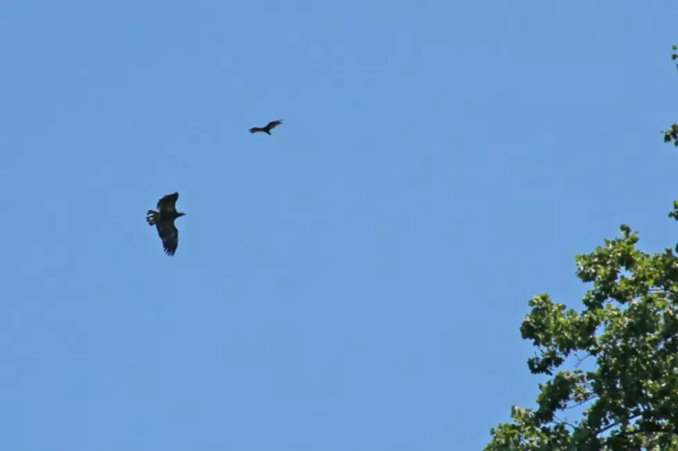 Bald Eagles Spotted at Bowdoin Park