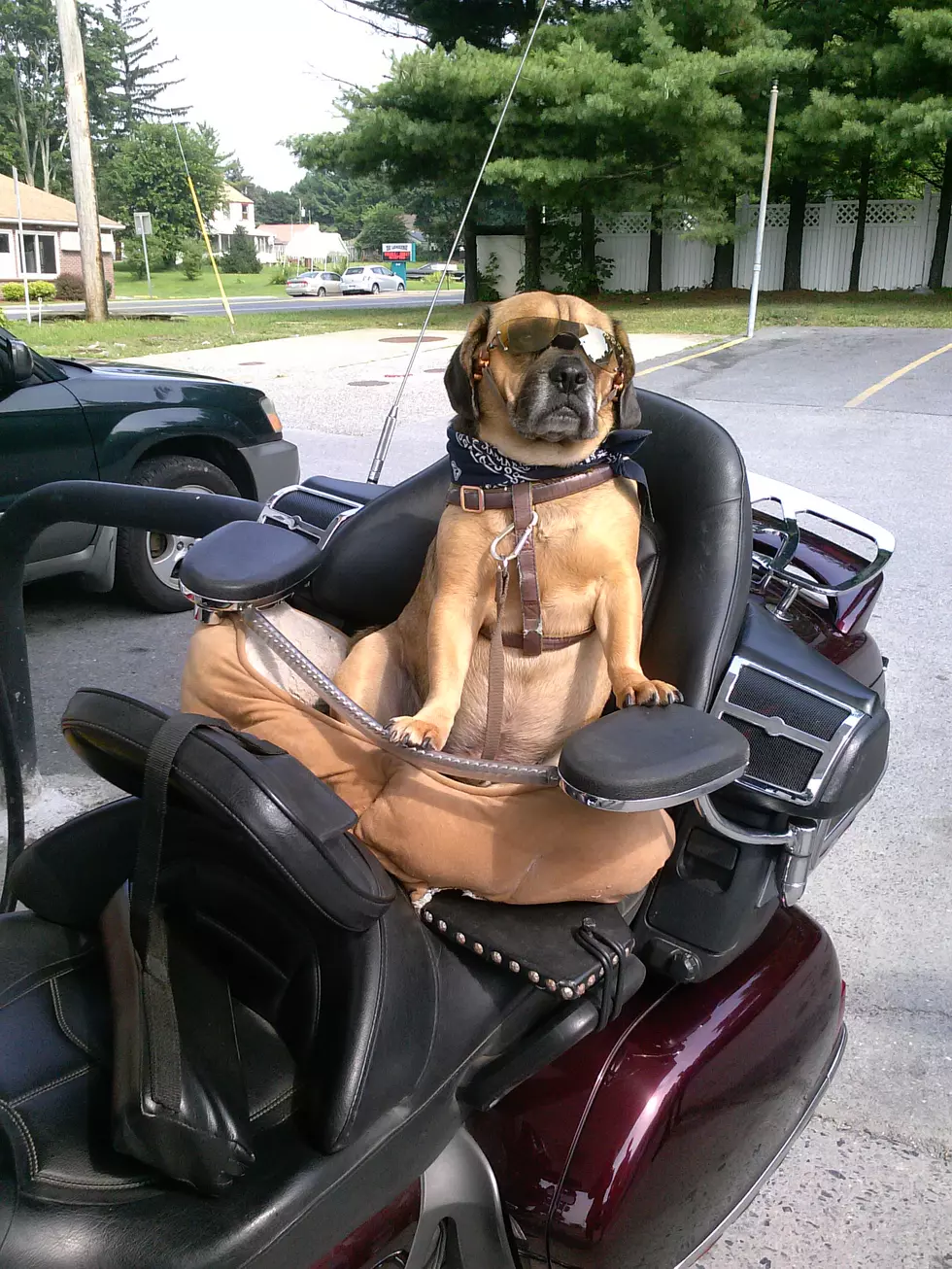 Caption This: Hudson Valley Dog on a Motorcycle