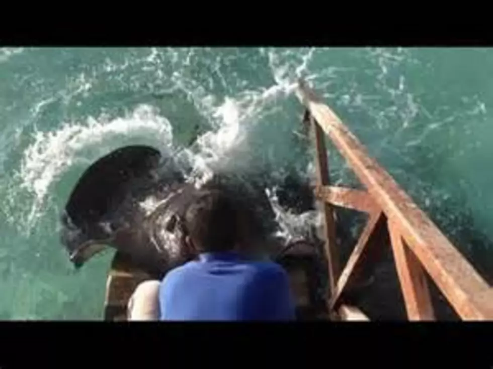 Man Feeding Fish Gets Unexpected Visit From Stingray