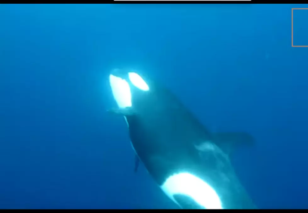 Killer Whale vs Shark [VIDEO]