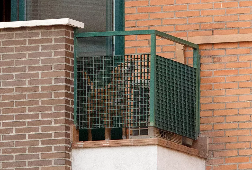 Thousands Plea To Spare Spanish Ebola Victim&#8217;s Dog