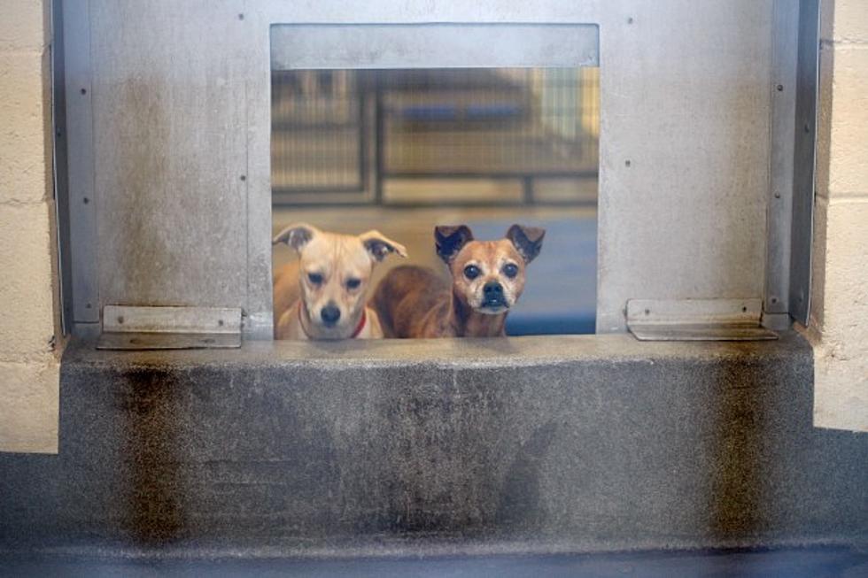 Animals in Peril: Hudson Valley Animal Shelter Fails 2nd Inspection