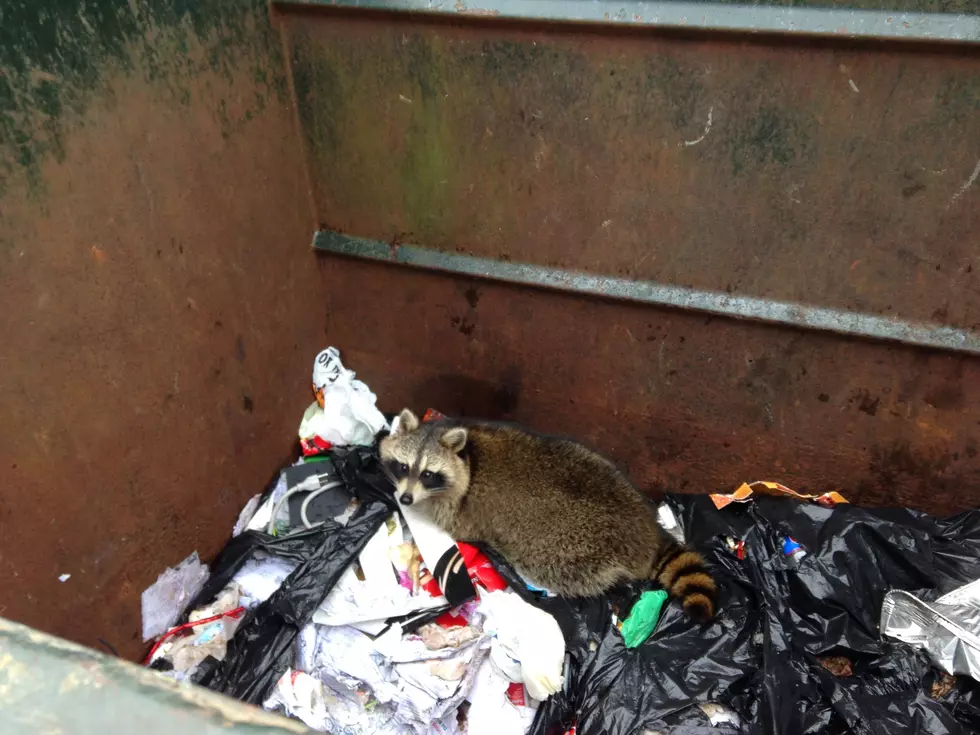 Raccoon Dumpster Rescue at the Station [VIDEO]
