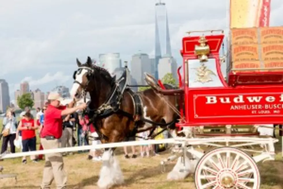 Budweiser Ditching Clydesdales To Focus Advertising On Younger Audience