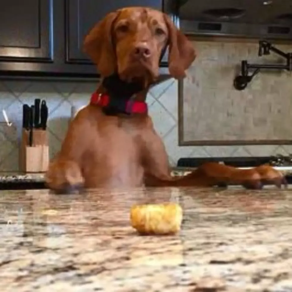 Dog is Determined to Grab Tater Tot