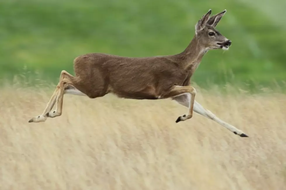 Animal Lovers Slam Vassar For Deer Extermination Plan
