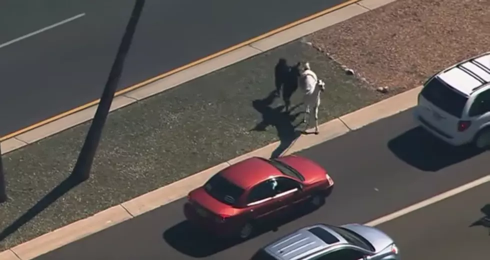 Two Escaped Llamas Draw National Attention