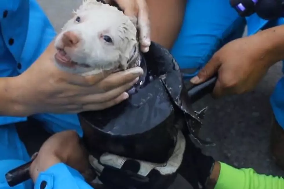 Adorable Puppy Rescued From Exaust Pipe by Caring Workers