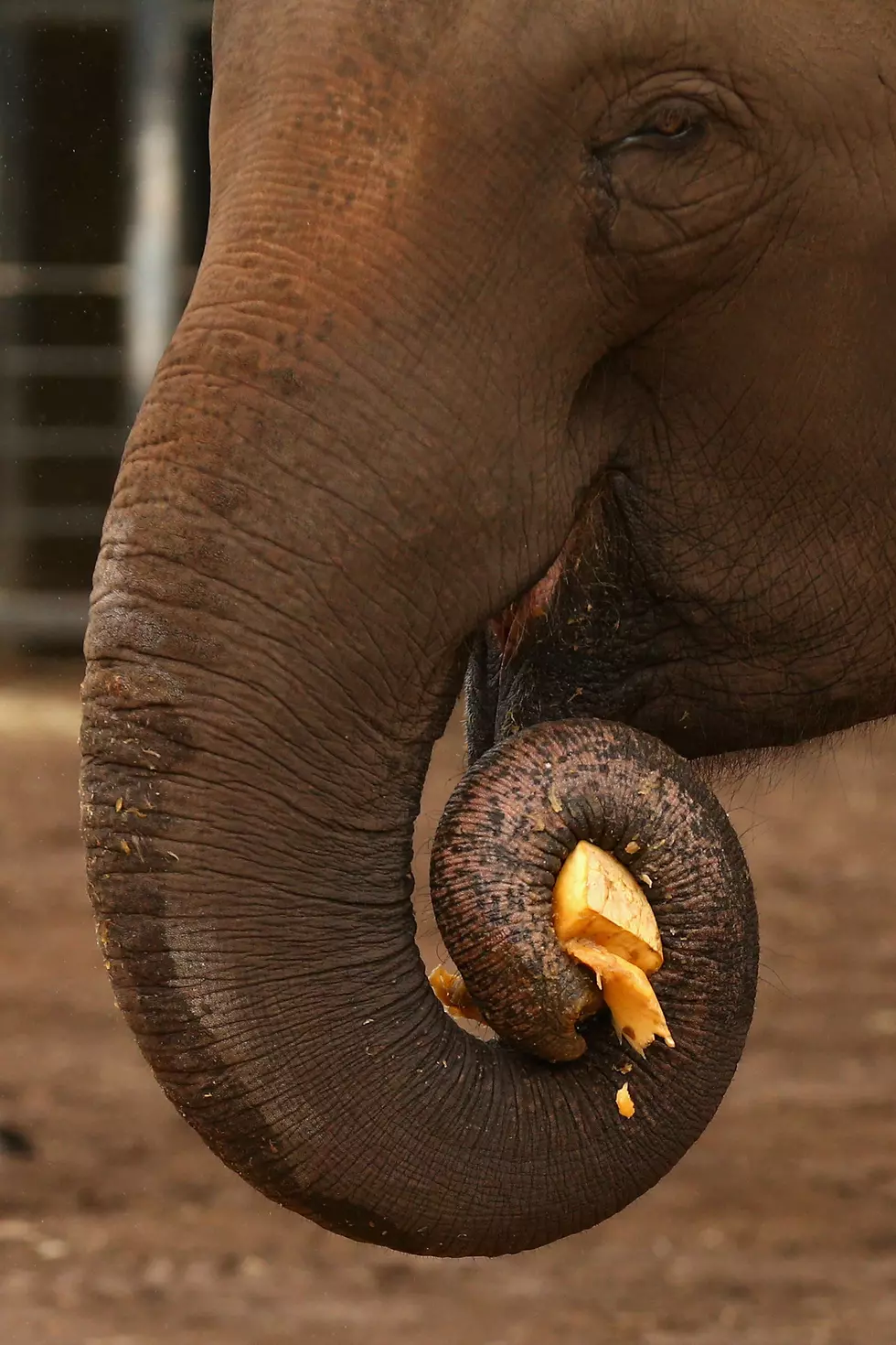 Elephant’s Selfie With College Student Goes Viral