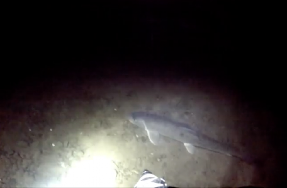 Enormous Fish Live in Hidden Cave Under City of Poughkeepsie [Video]