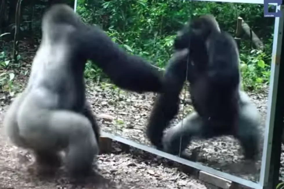 Watch What Happens When These Animals See Their Own Reflections [VIDEO]
