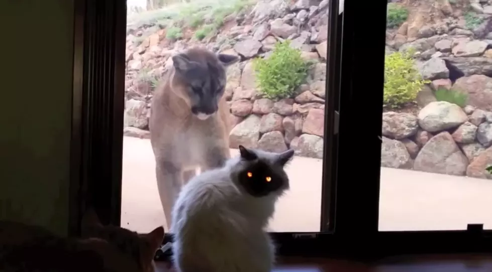 Cat Stares Down Mountain Lion [VIDEO]