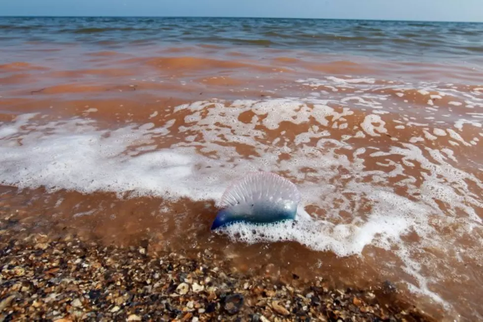 Deadly Fish Threaten Jersey Shore Visitors: How to Avoid Them