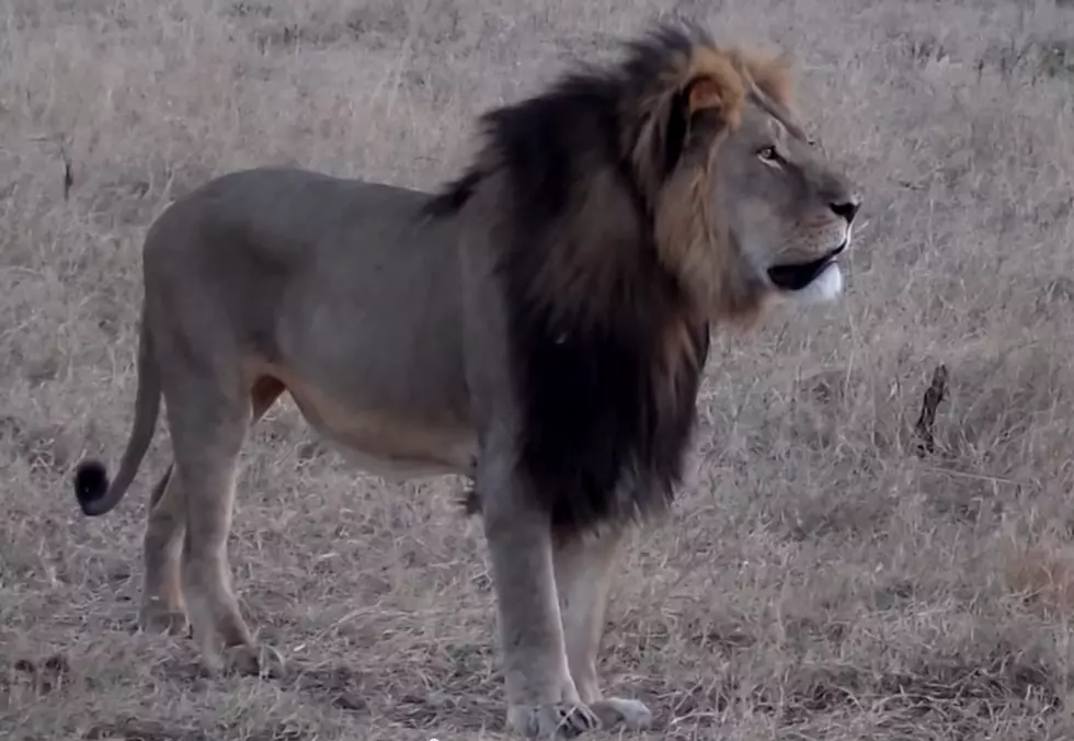 American Tourist Accused of Illegally Killing Zimbabwe’s Most Famous Lion