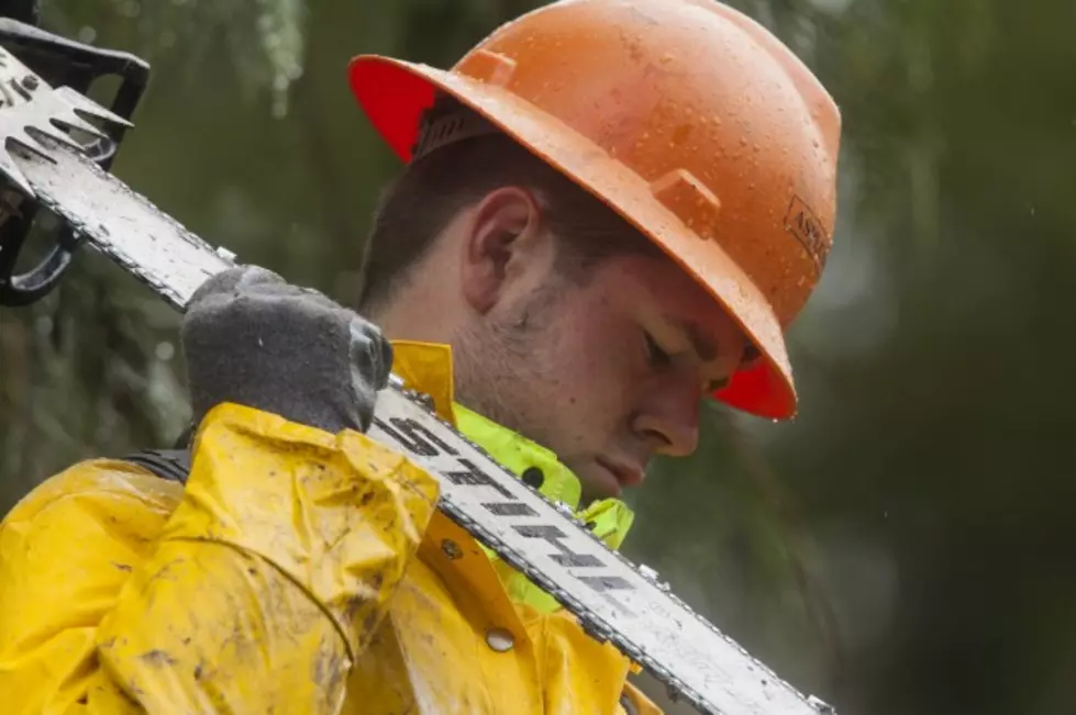 Breaking: Balmville Tree Will Be Taken Down Today