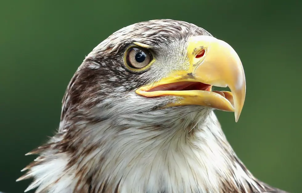 Injured Bald Eagle Rescued From Hudson River