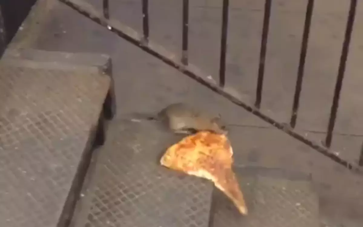 Мышь ворует. Украли пиццу