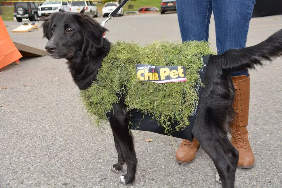 30 Incredible Pet Costume Ideas For Your Dog