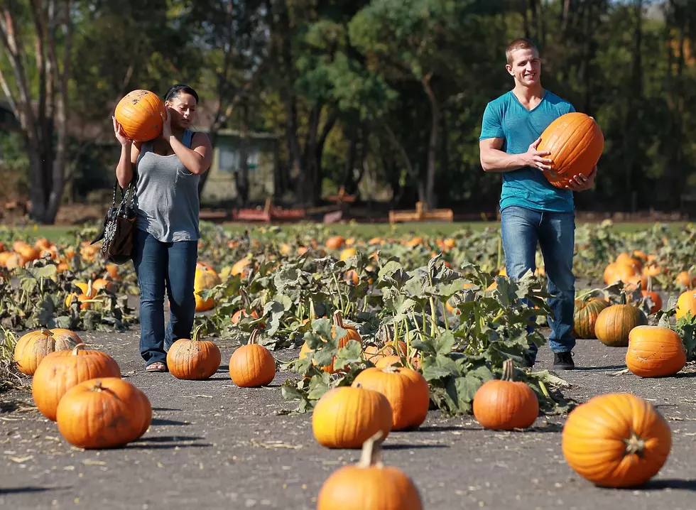 The 5 Types of People Seen Pumpkin Picking in the Hudson Valley